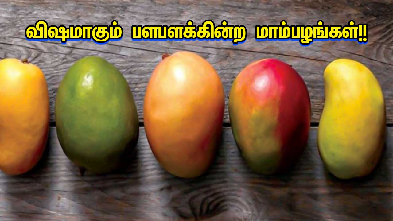 Are Shiny Mangoes Dangerous