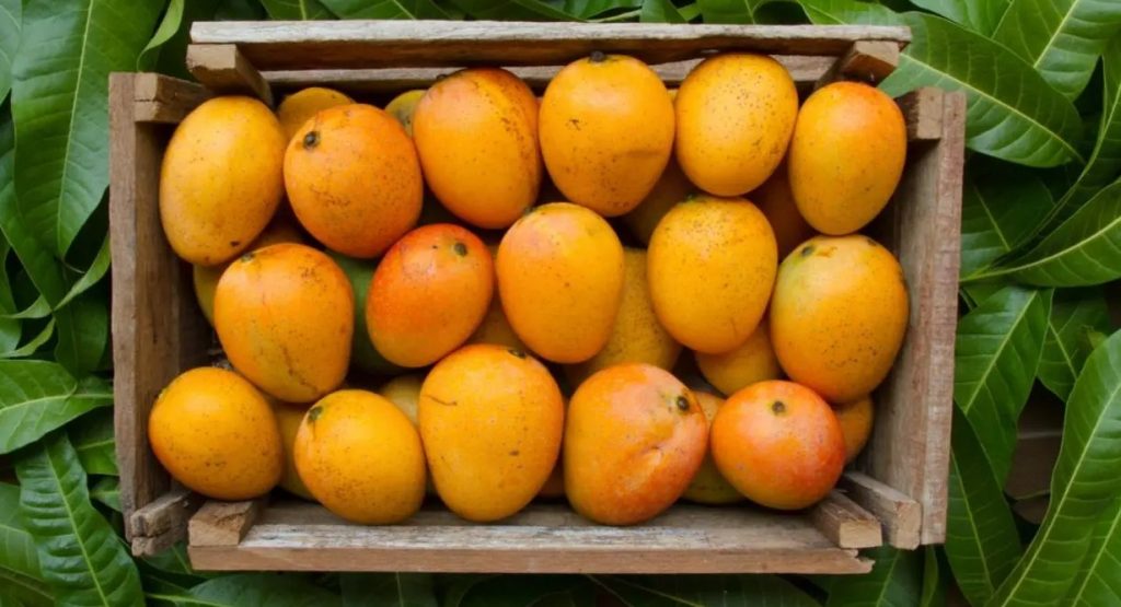 Are Shiny Mangoes Dangerous