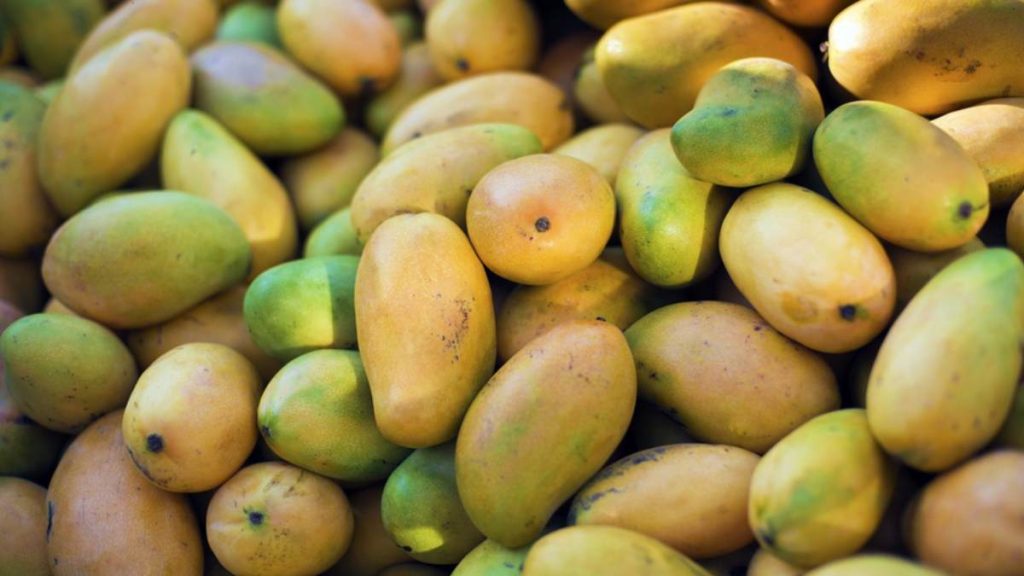 Are Shiny Mangoes Dangerous